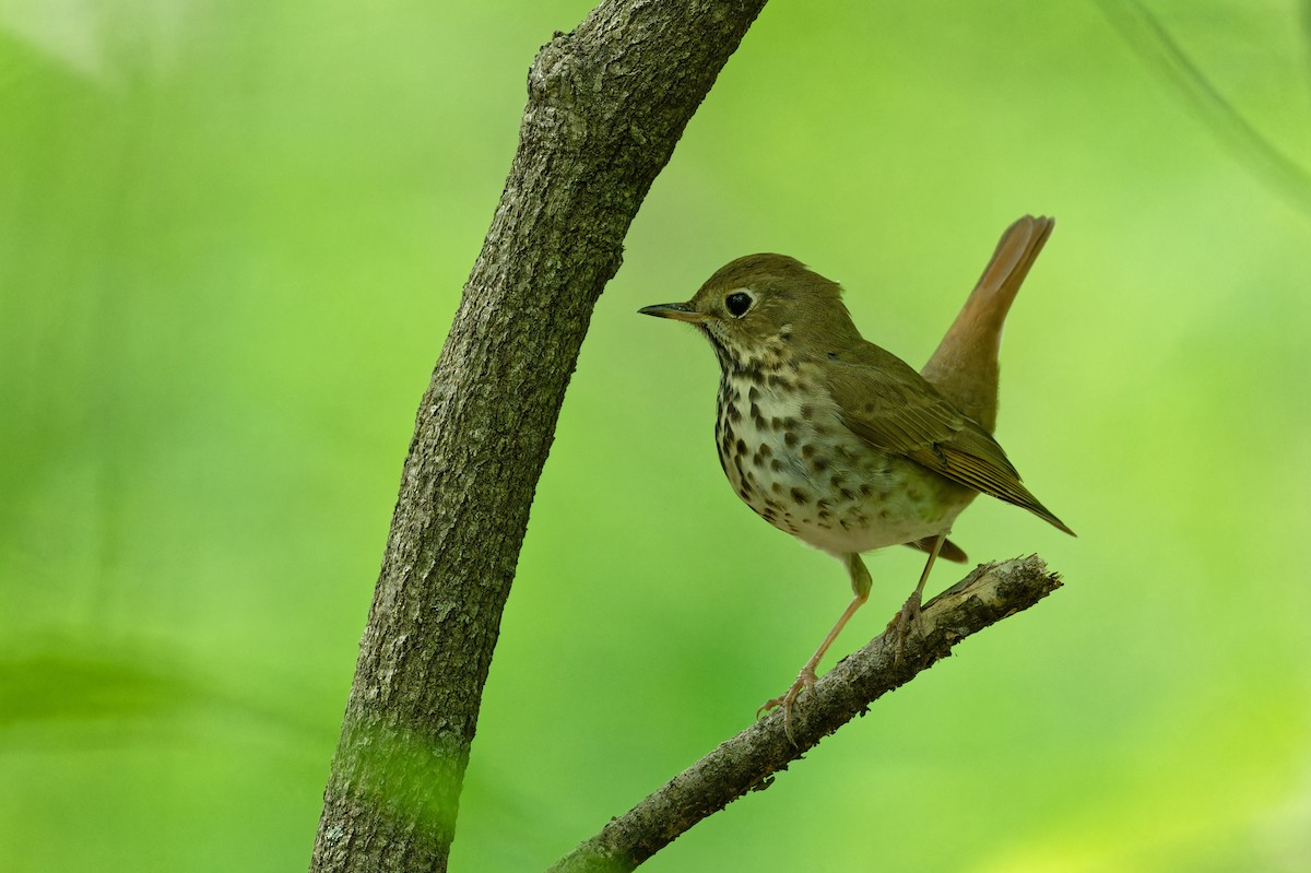 Hermit Thrush - Jan  Kool