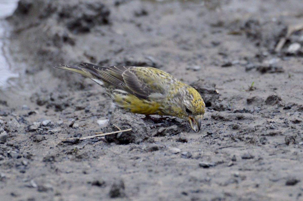 Red Crossbill - Cheyenne Lee