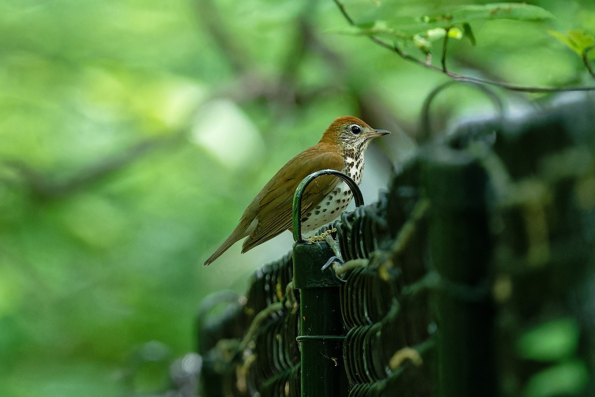 Wood Thrush - Jan  Kool