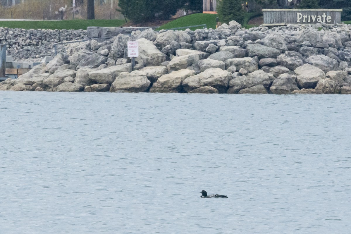 Common Loon - Roy Chatburn