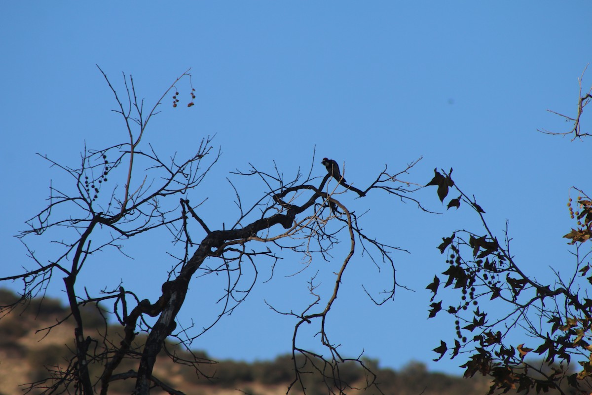 Acorn Woodpecker - Cory Ruchlin