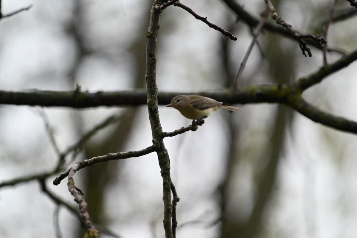 Warbling Vireo - Julia McGilliard