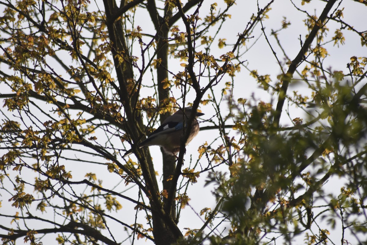 sojka obecná - ML618213642