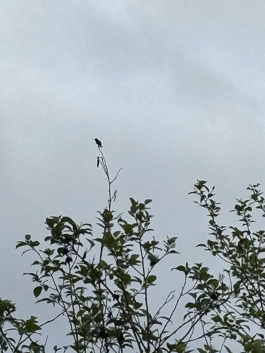 Anna's Hummingbird - ML618213644