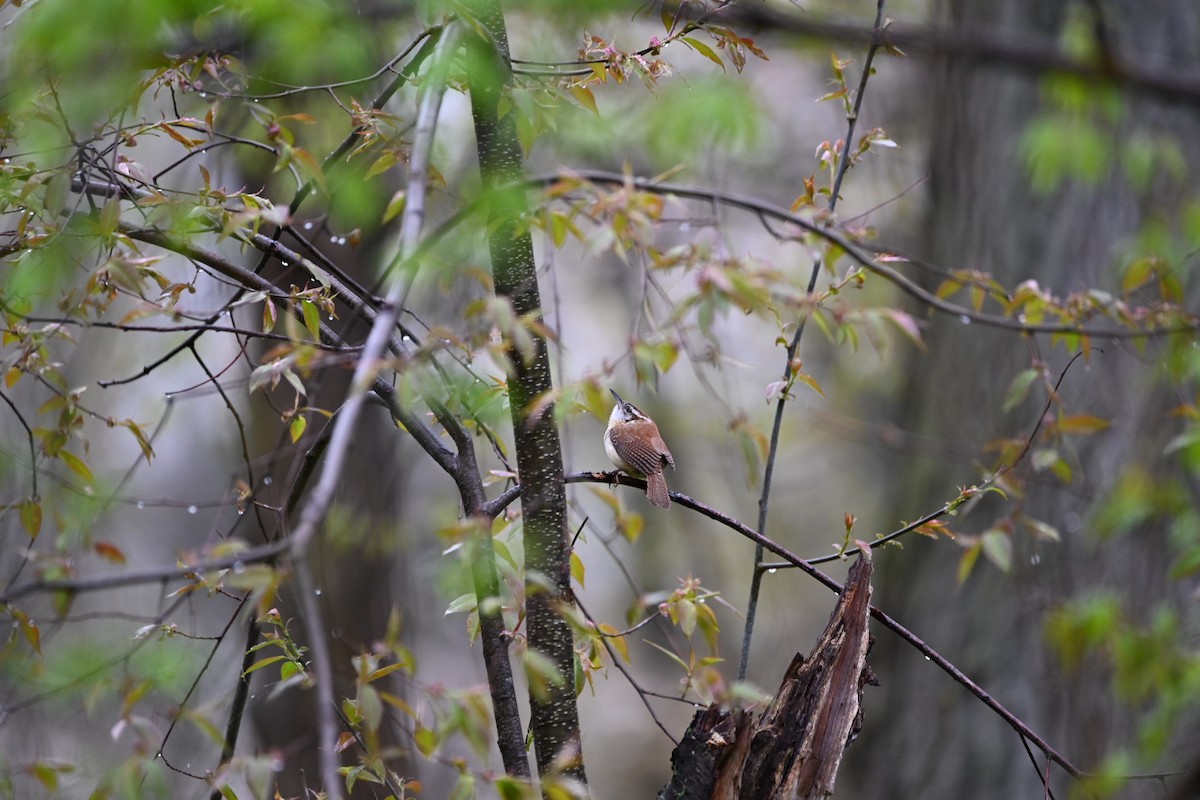 Carolina Wren - Julia McGilliard