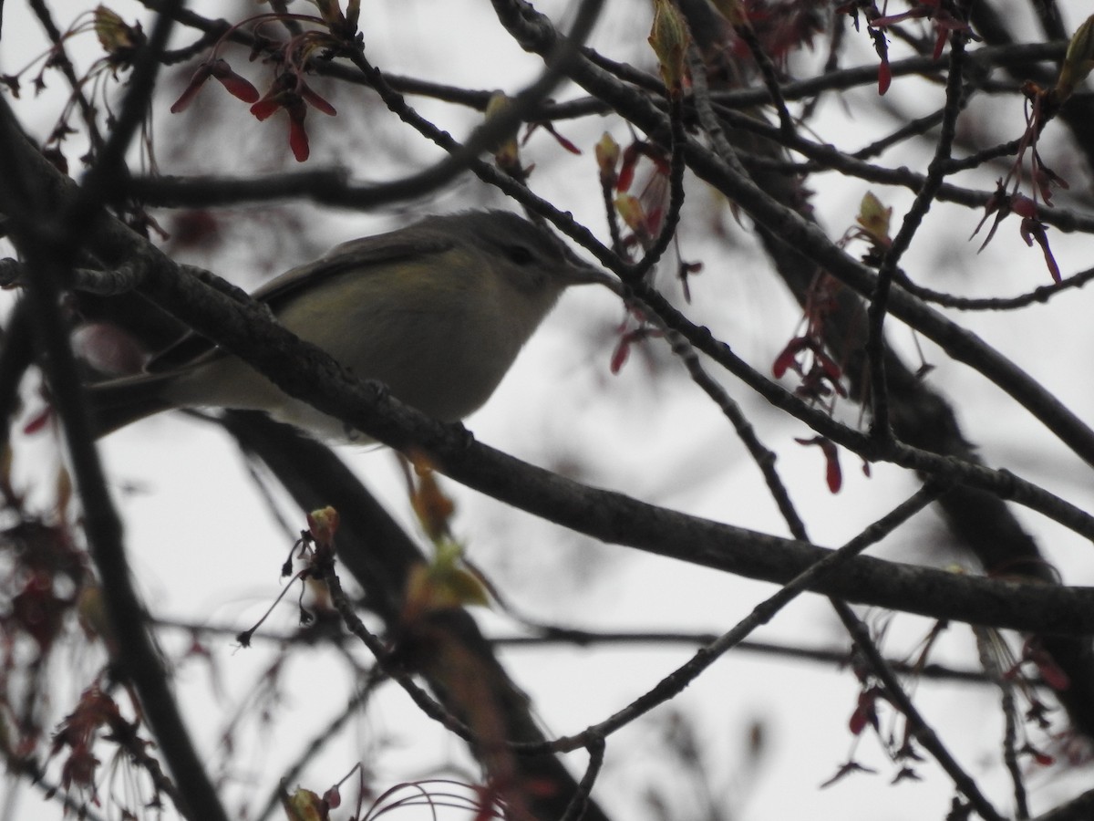 Warbling Vireo (Eastern) - ML618213658