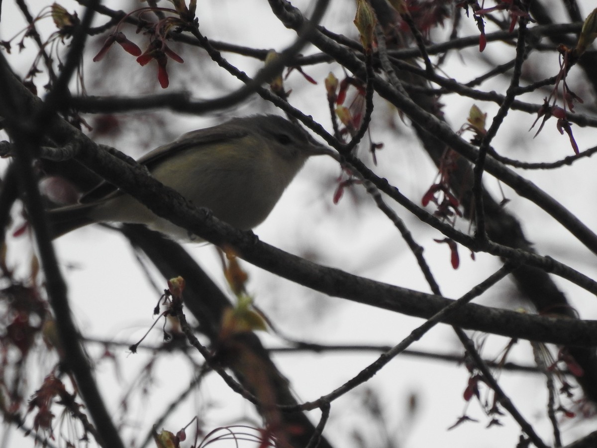 Warbling Vireo - Lauren Fielder