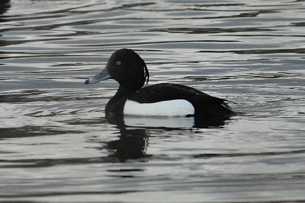 Tufted Duck - Gary Davidson