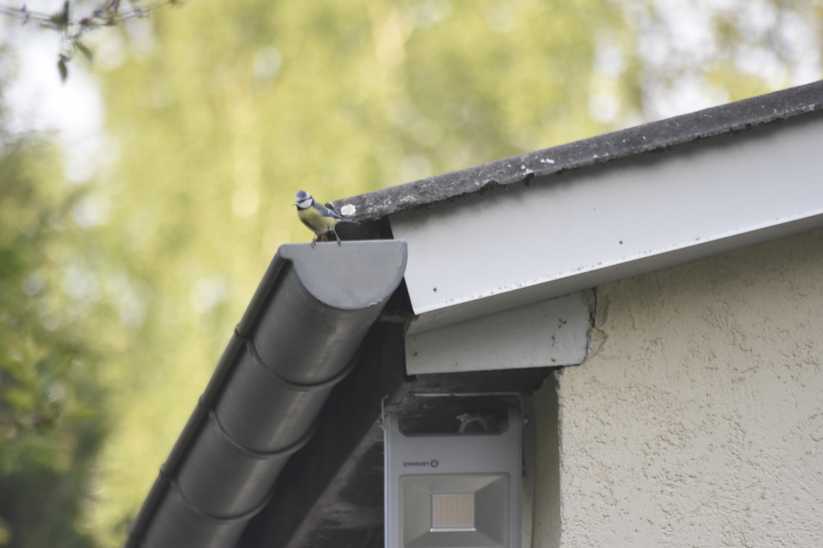 sýkora modřinka - ML618213670