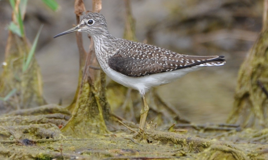 Solitary Sandpiper - David Argent