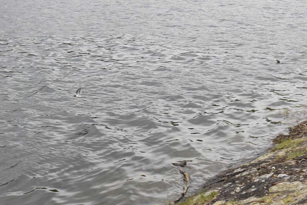 Common Sandpiper - Carles Casas Mir