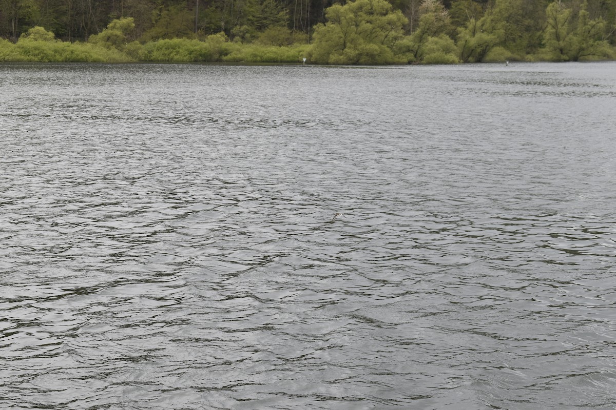 pisík obecný - ML618213733