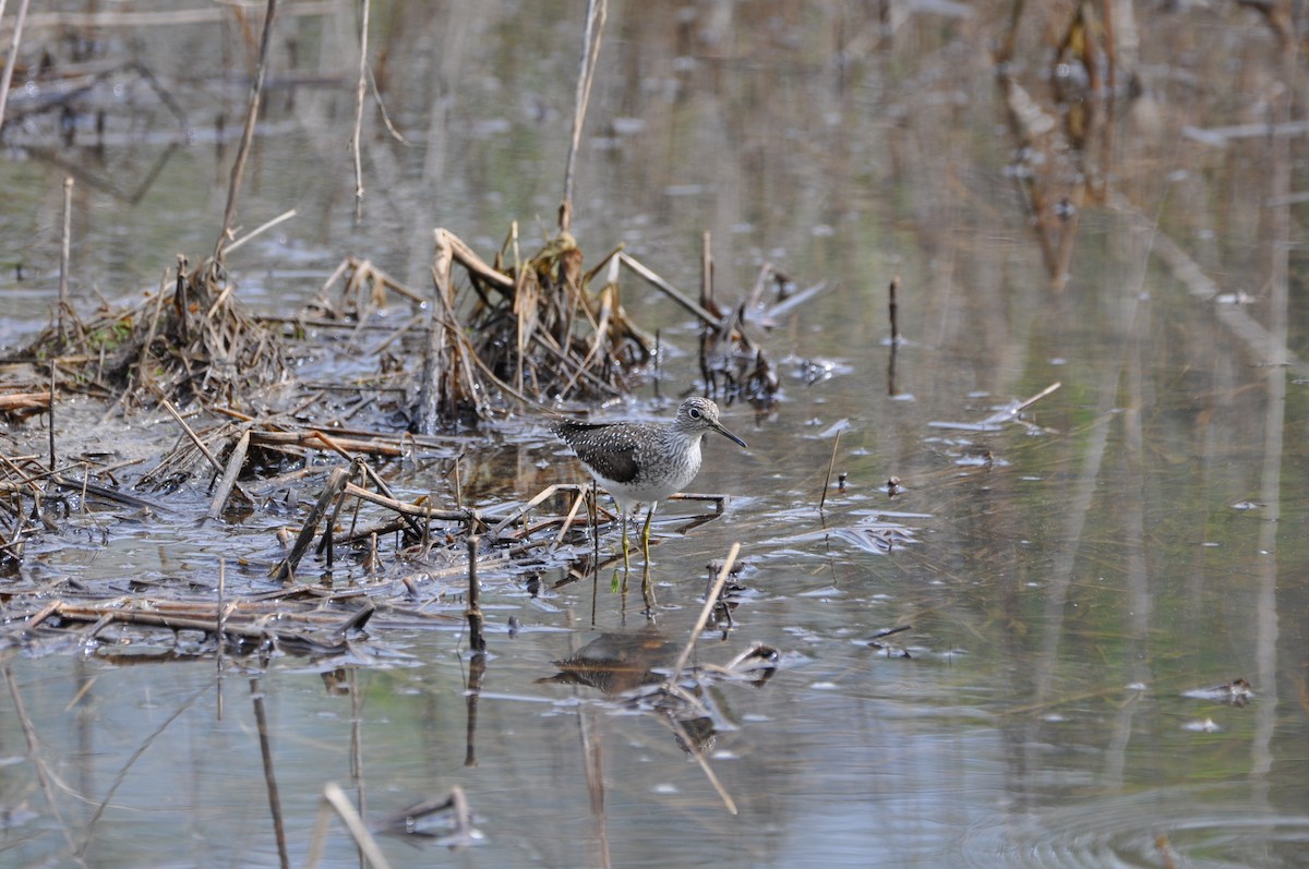 Solitary Sandpiper - David Argent