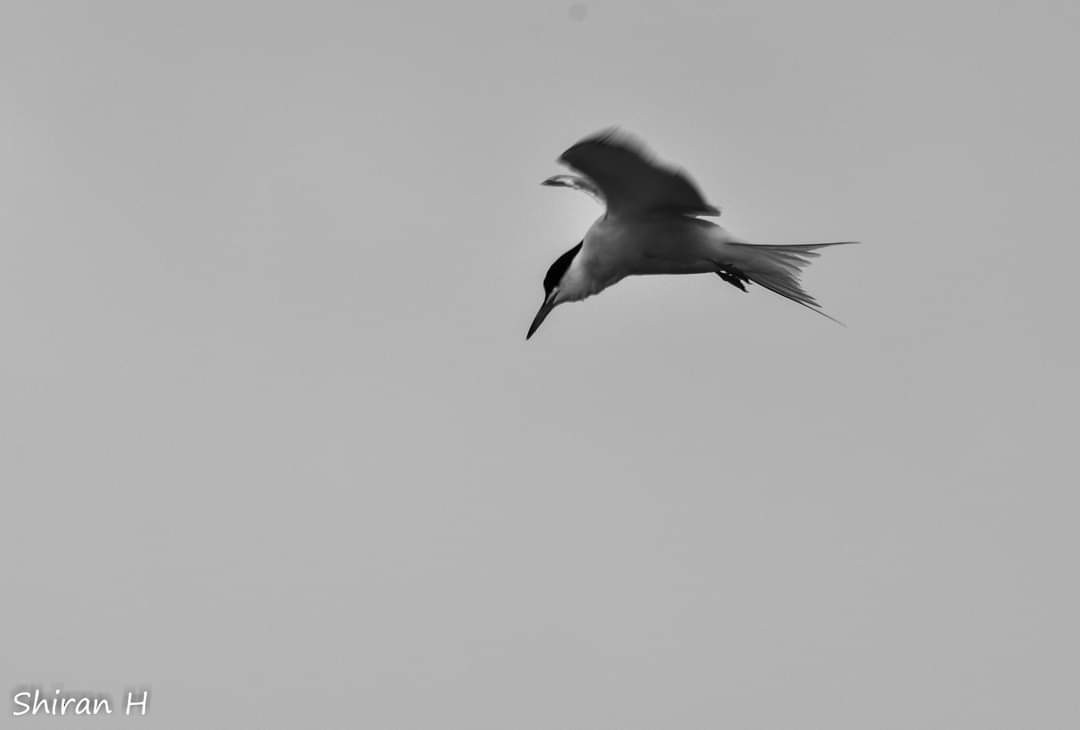 Common Tern - דב ליבוביץ