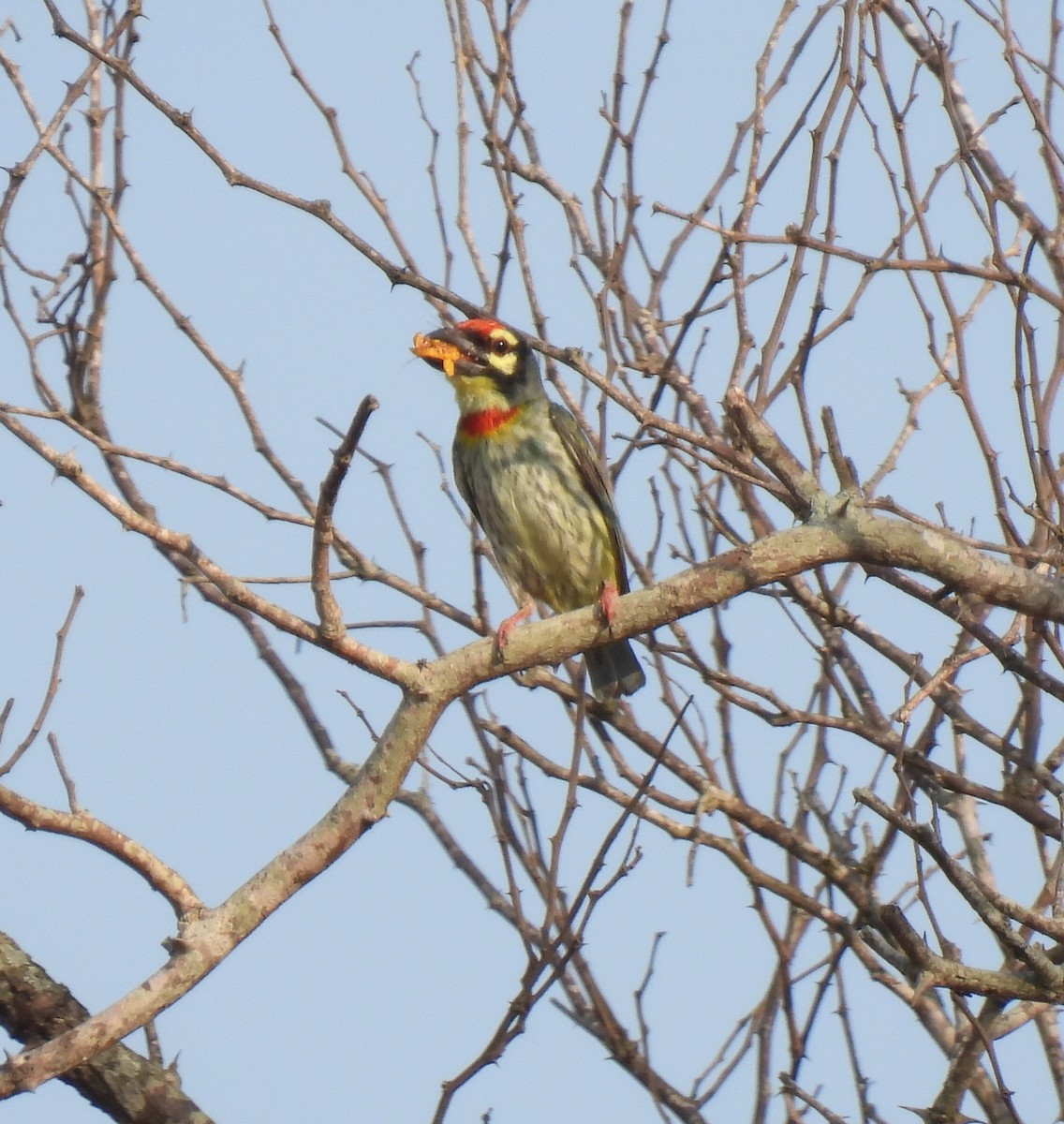 Coppersmith Barbet - Rama M V