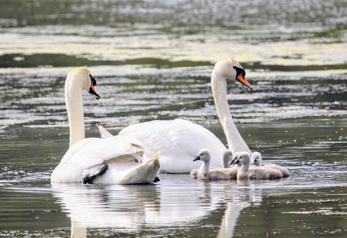 Mute Swan - David Cross