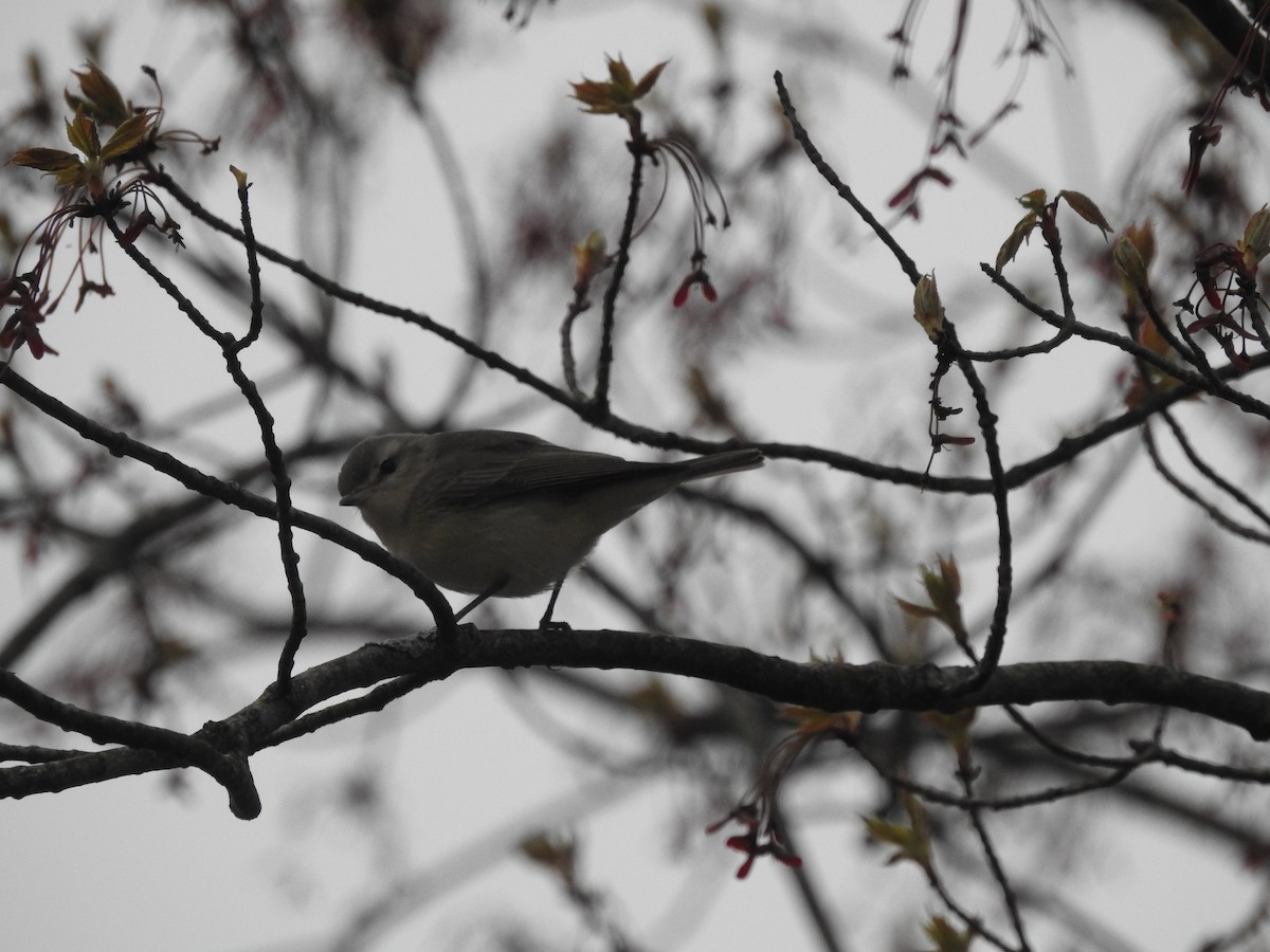 Warbling Vireo (Eastern) - ML618213747