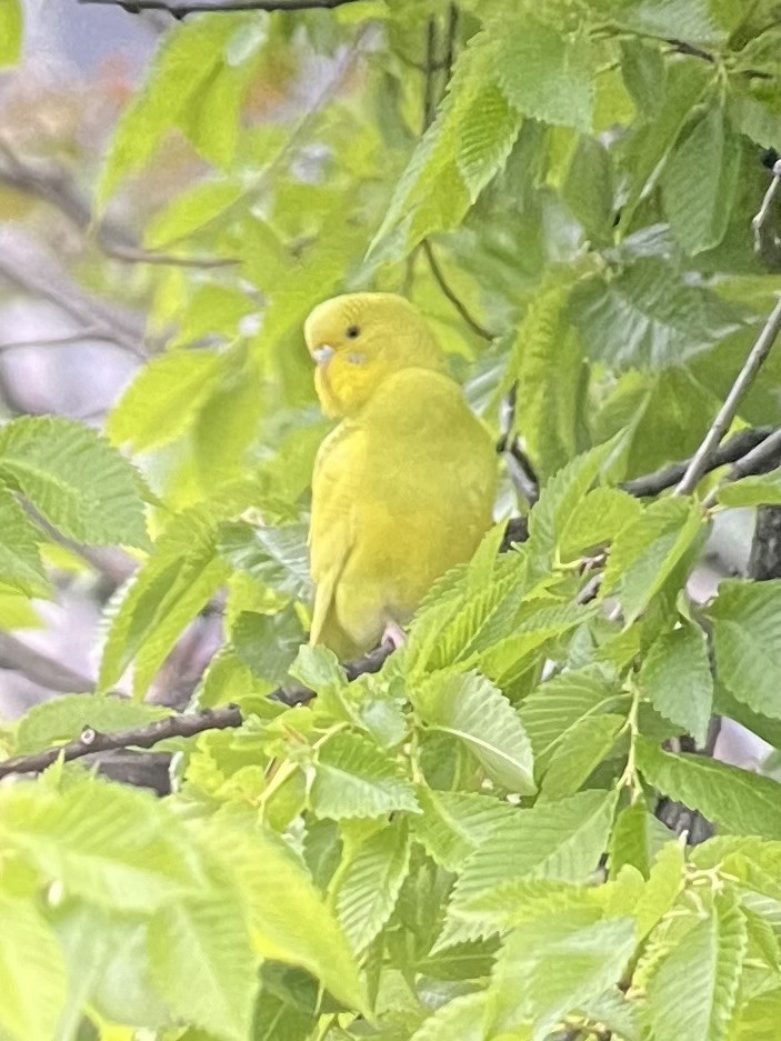 Budgerigar - ML618213775