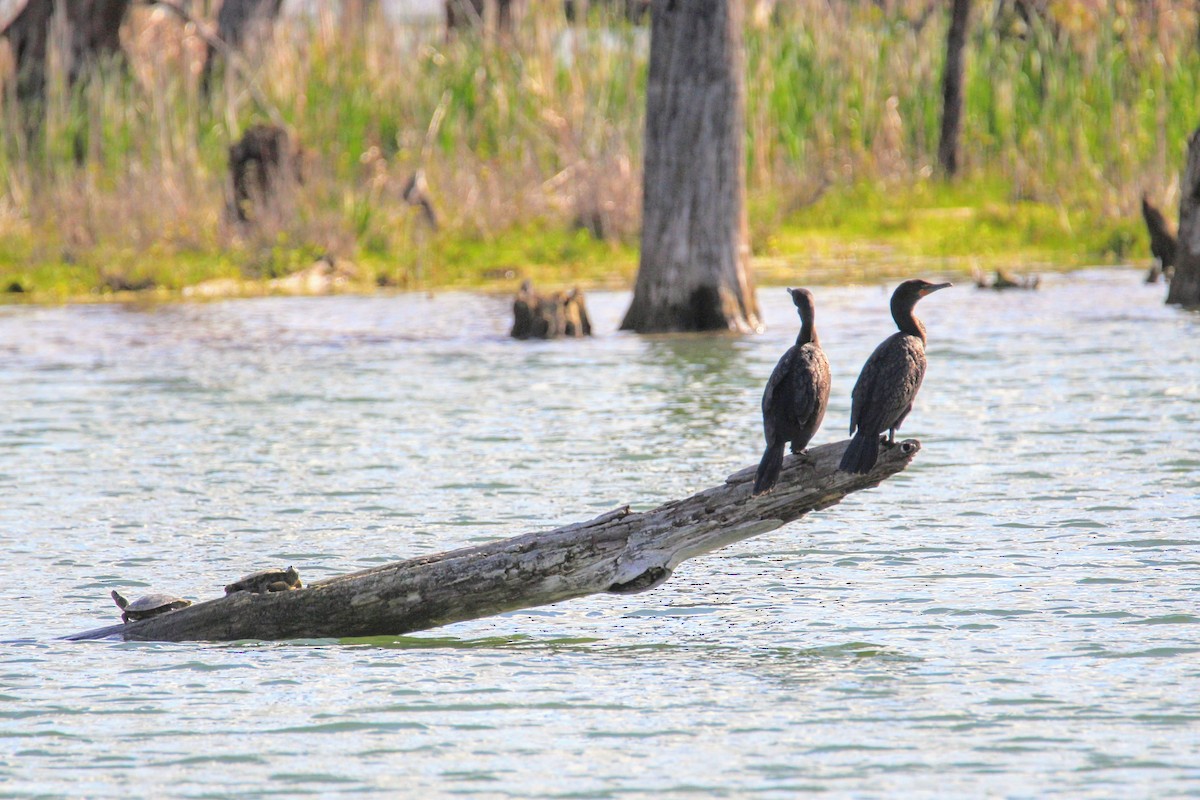 Double-crested Cormorant - ML618213790