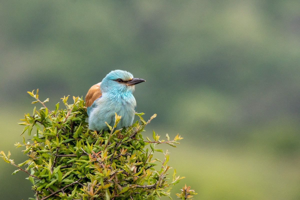 European Roller - YILMAZ TANIYICI