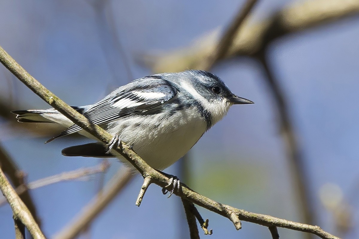 Cerulean Warbler - Michael Bowen