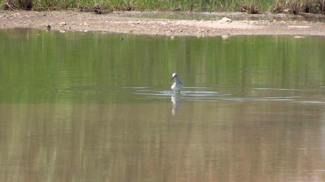 Teichwasserläufer - ML618213803