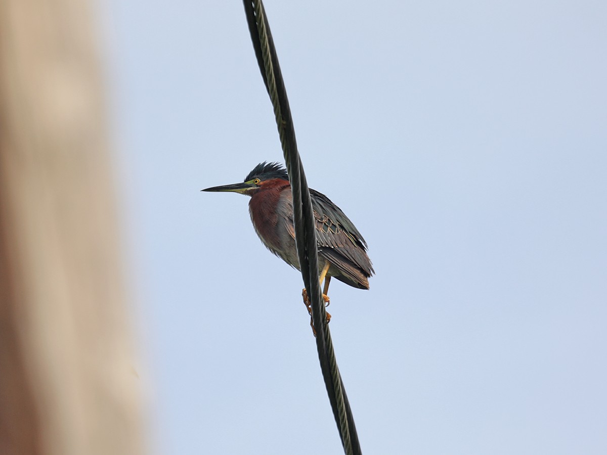 Green Heron - Mark Plessner