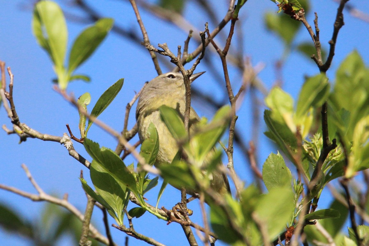 Orange-crowned Warbler - ML618213835