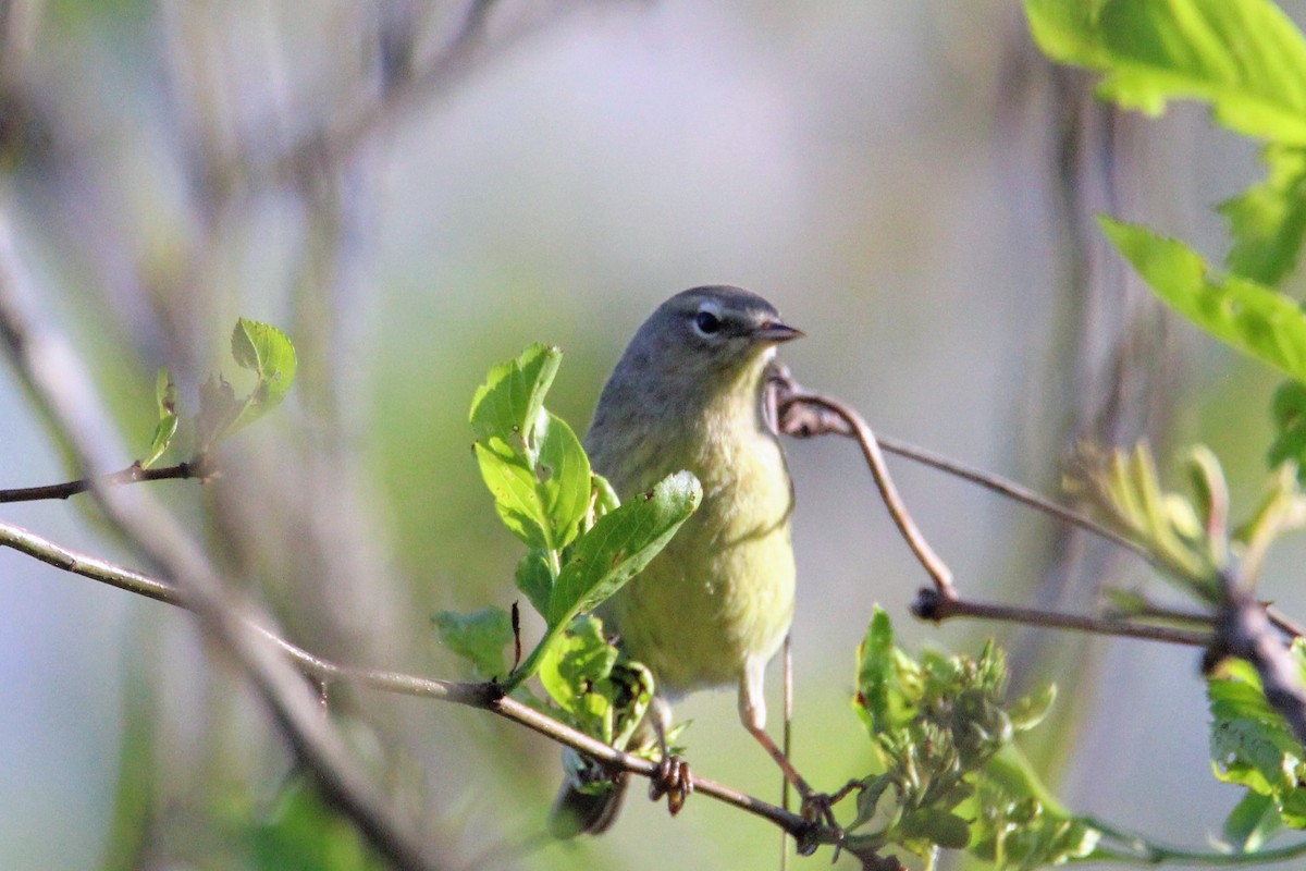 Orange-crowned Warbler - ML618213836