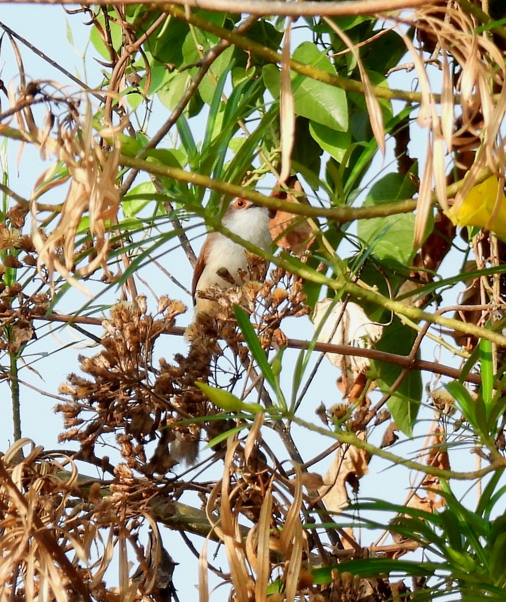 Yellow-eyed Babbler - Rama M V