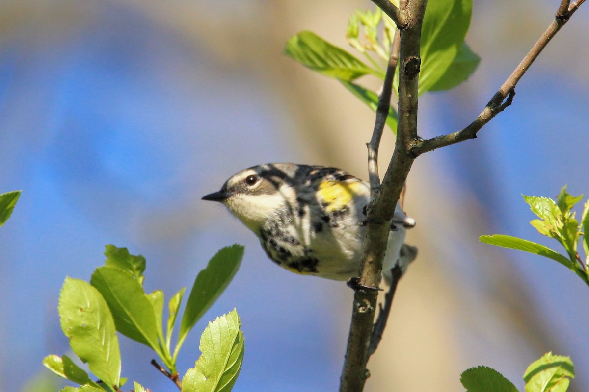 Yellow-rumped Warbler - David Cross