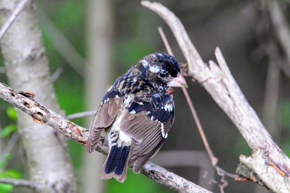 Rose-breasted Grosbeak - David Cross