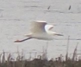 Snowy Egret - ML618213903