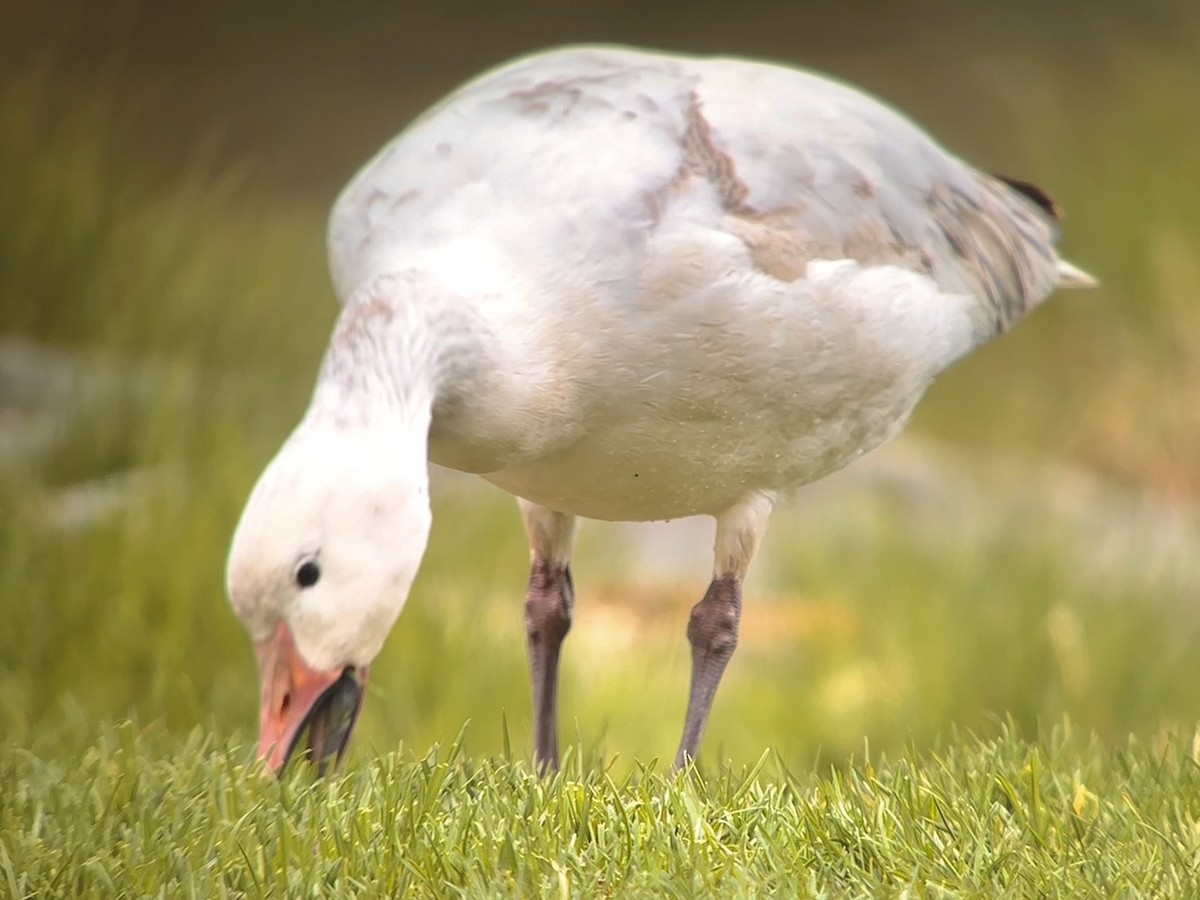 Snow Goose - Detlef Buettner