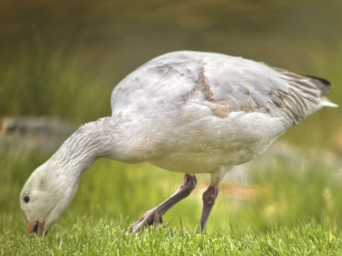 Snow Goose - ML618213918