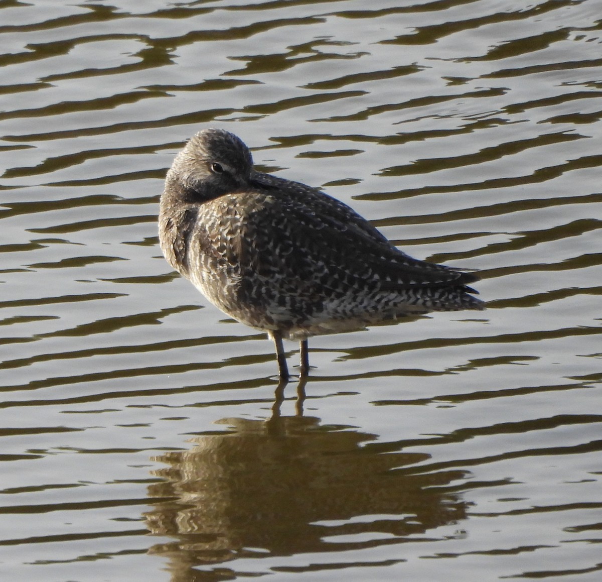 Spotted Redshank - Prof Chandan Singh Dalawat