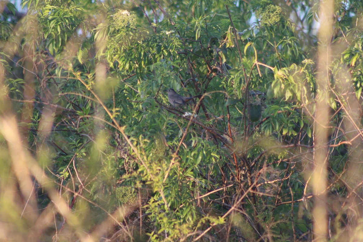 Gray Catbird - Cory Ruchlin