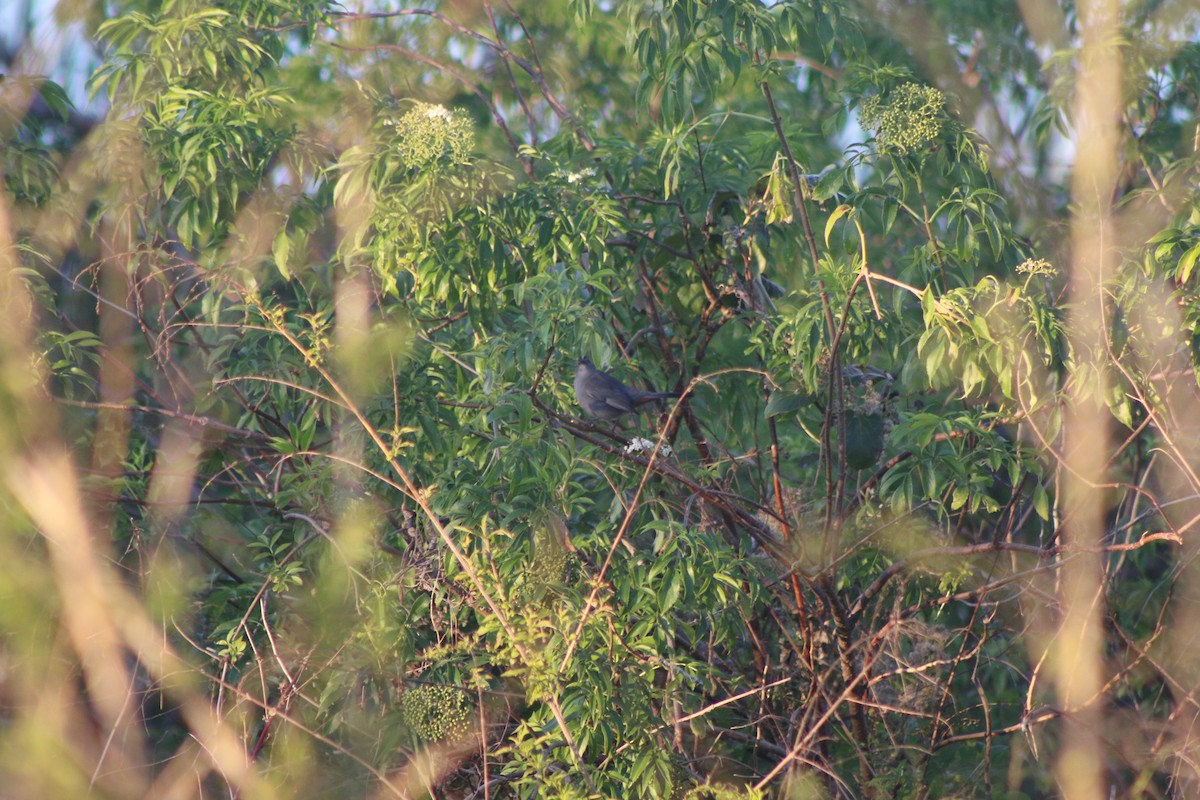 Gray Catbird - Cory Ruchlin