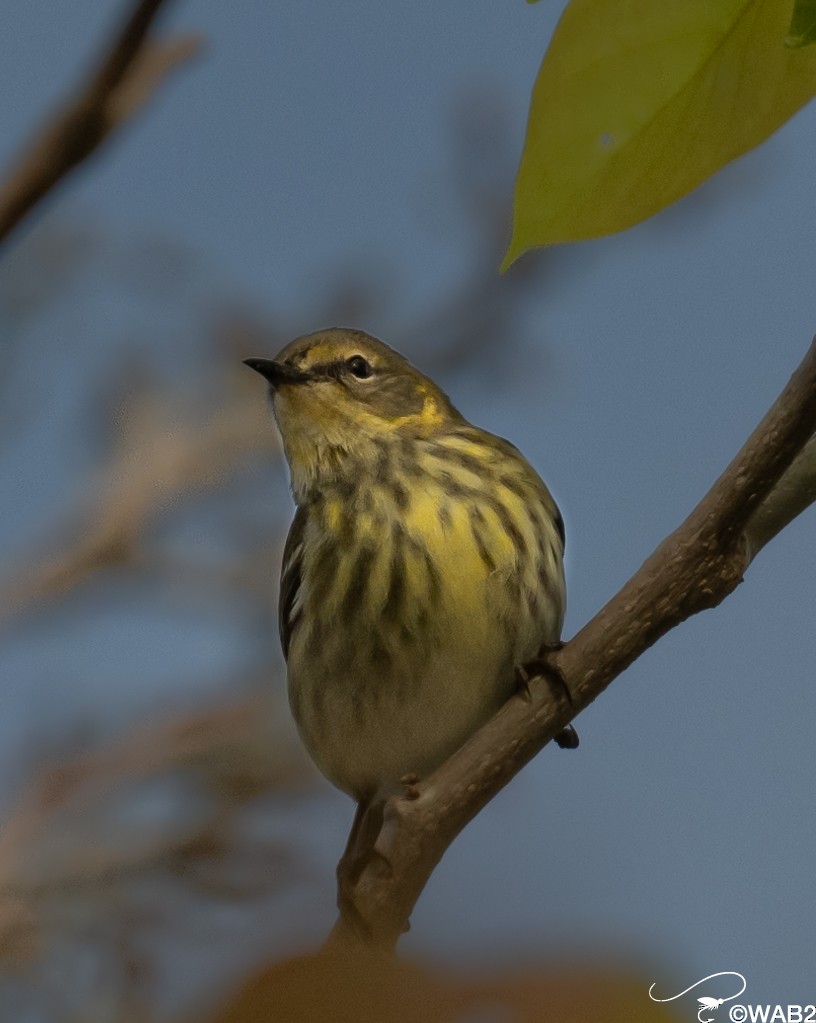 Cape May Warbler - William Blodgett Jr.