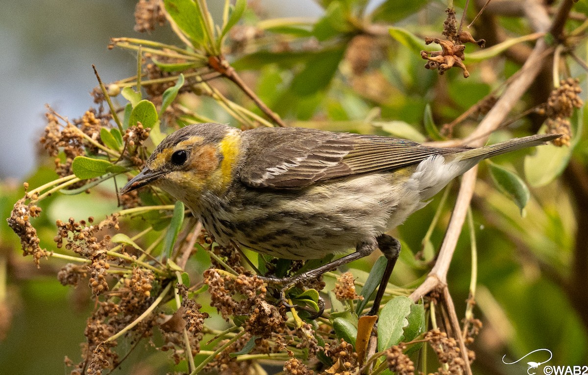 Cape May Warbler - William Blodgett Jr.