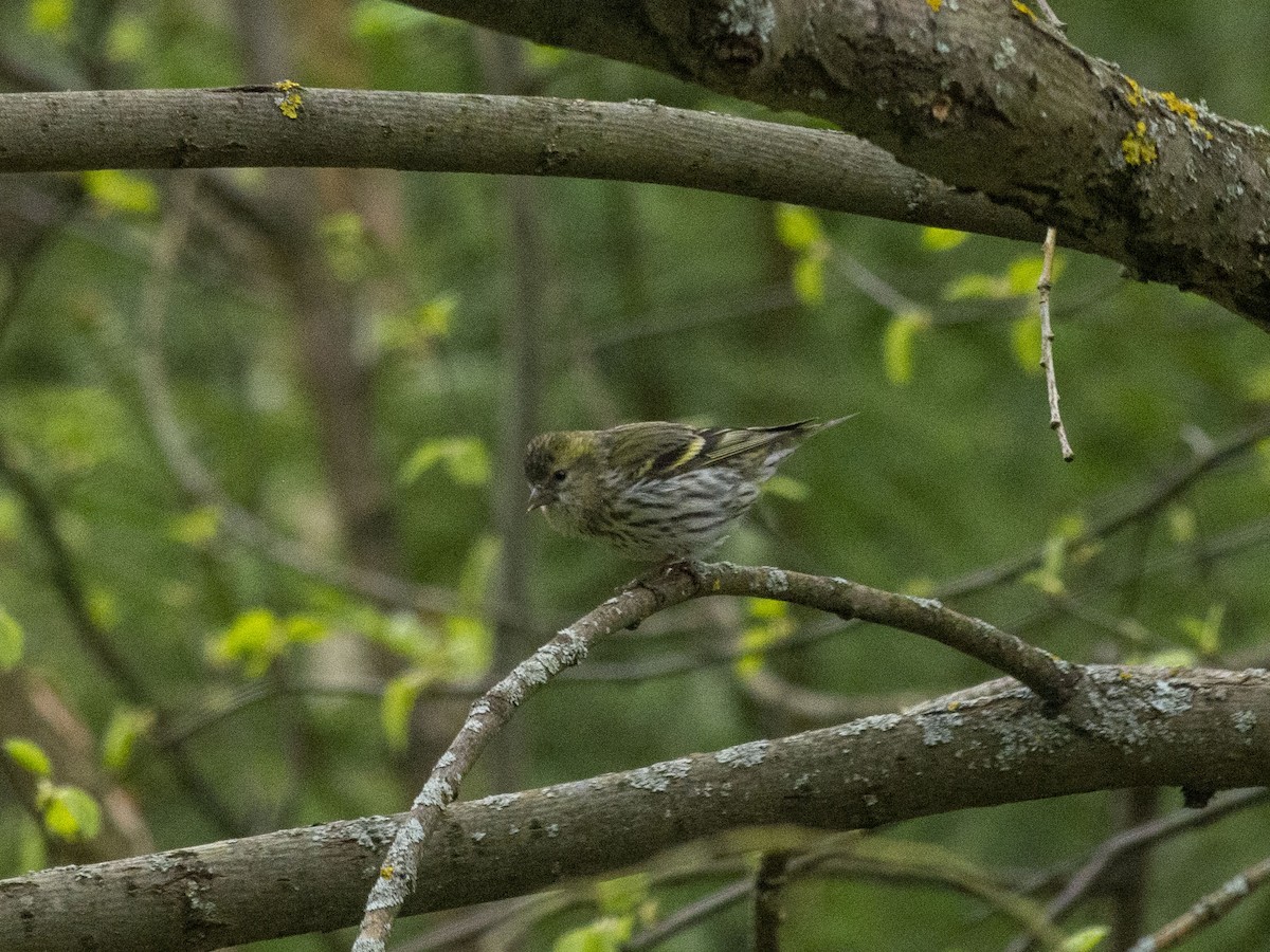 Eurasian Siskin - Boris Georgi