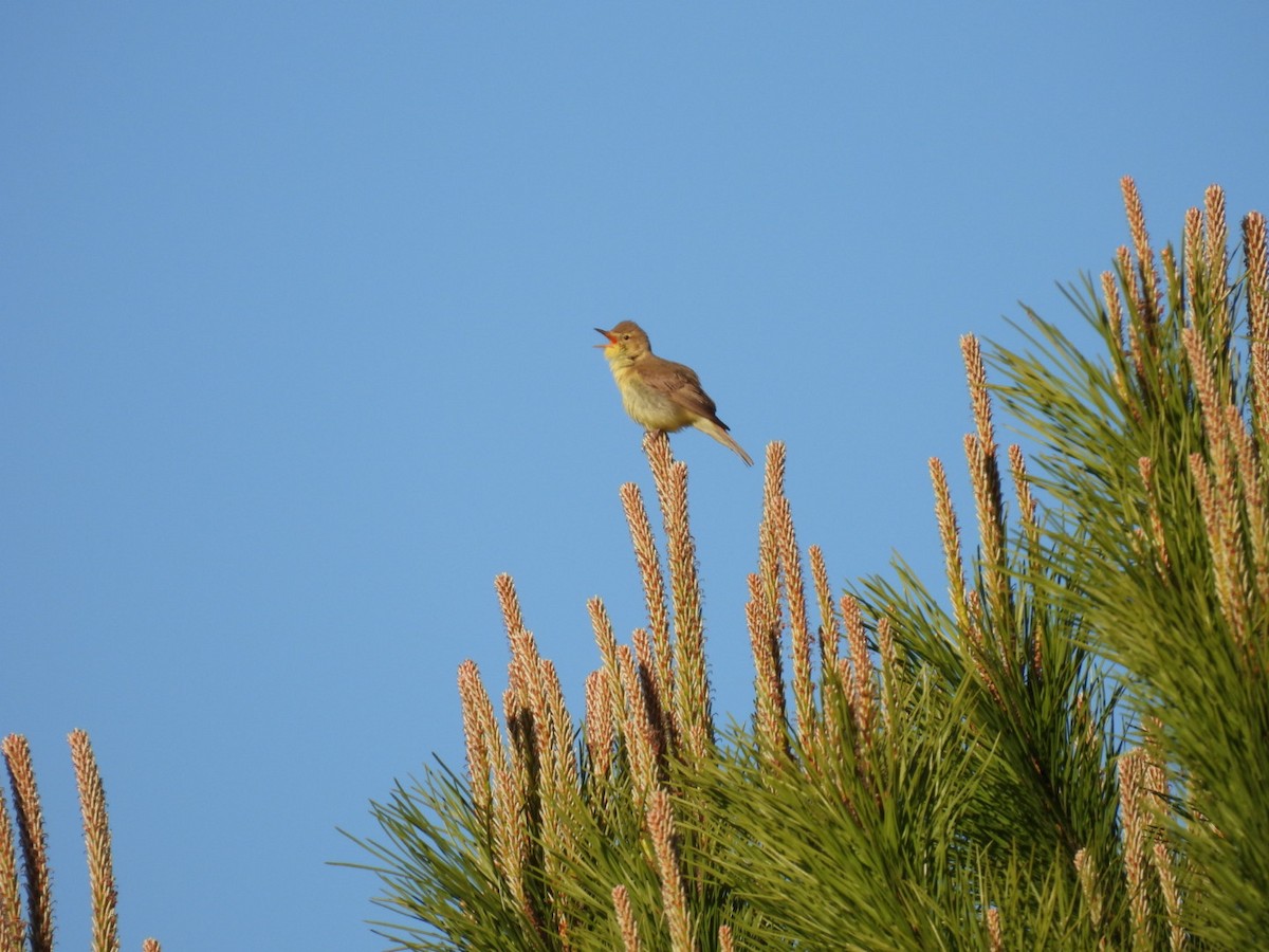 Melodious Warbler - Derek Etherton