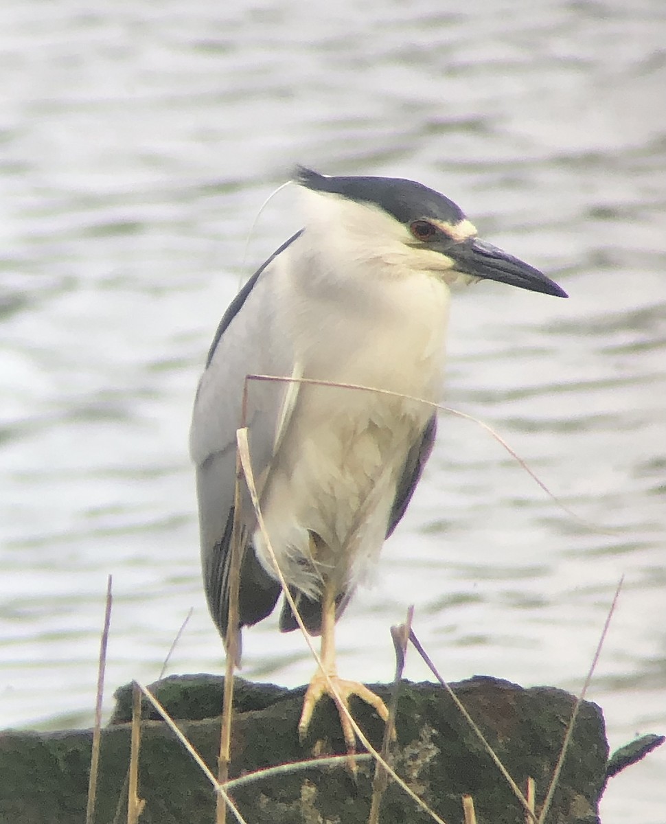 Black-crowned Night Heron - ML618214000