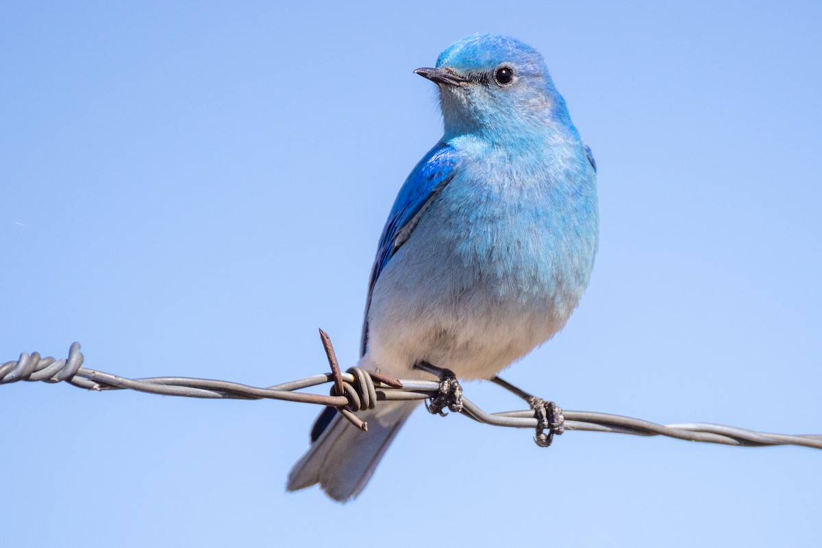 Mountain Bluebird - Rick Hughes