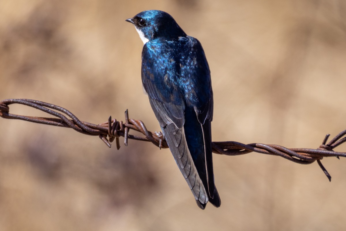 Tree Swallow - Rick Hughes