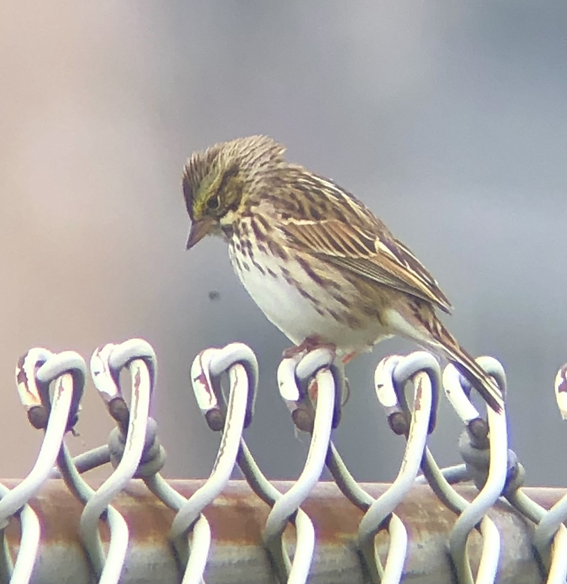 Savannah Sparrow (Savannah) - KZ F