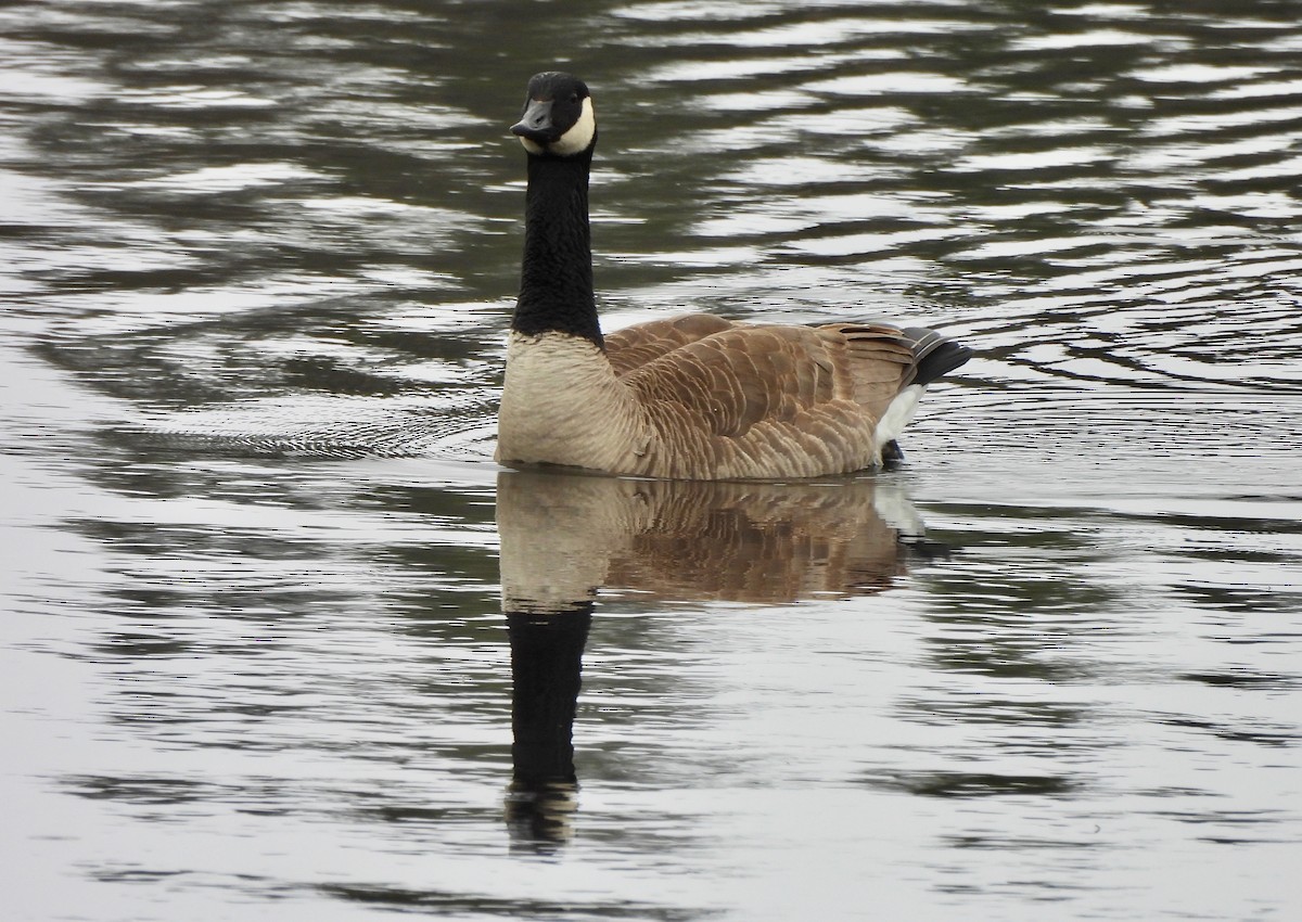 Canada Goose - Pegg & Mark Campbell