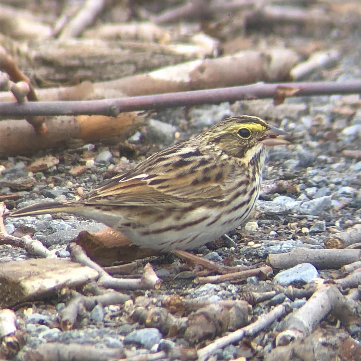 Savannah Sparrow (Savannah) - KZ F