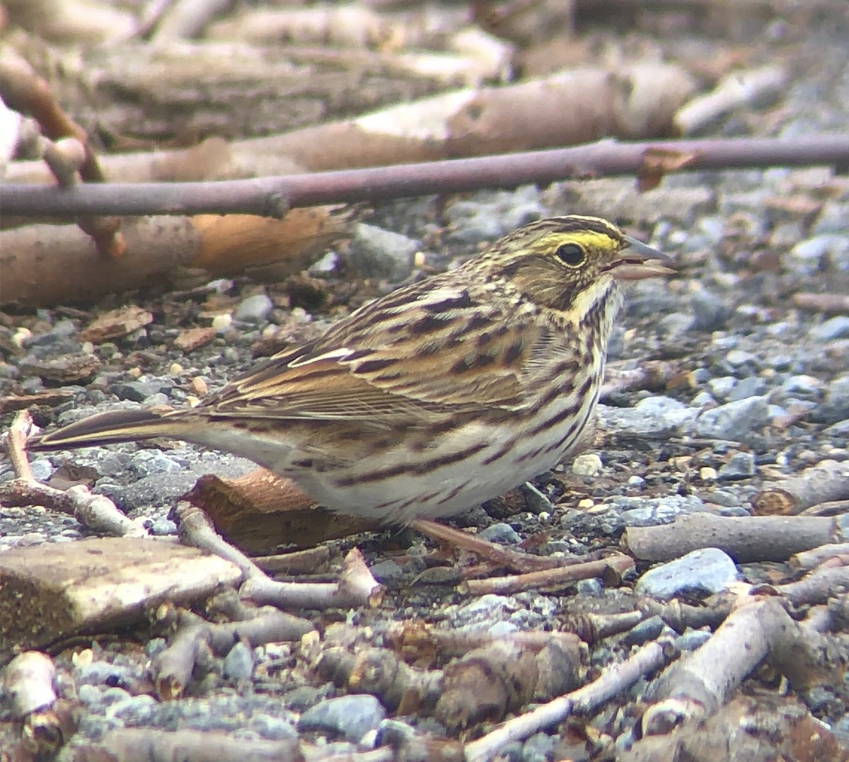 Savannah Sparrow (Savannah) - KZ F