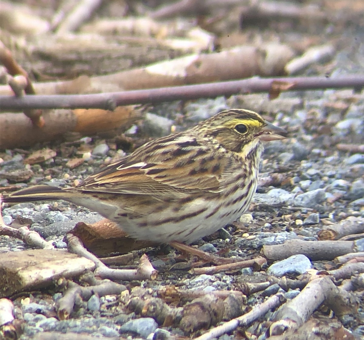 Savannah Sparrow (Savannah) - KZ F